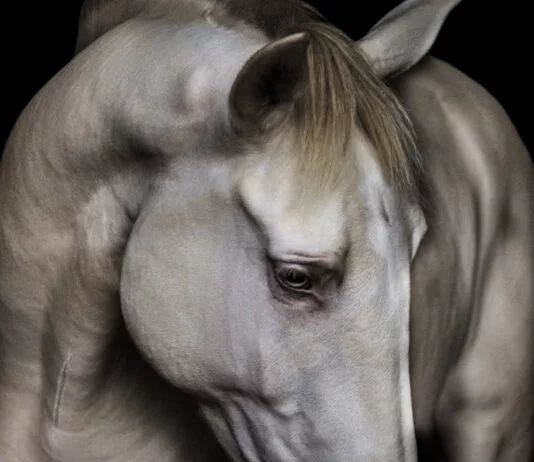 Escola Portuguesa de Arte Equestre-cavalo lusitano