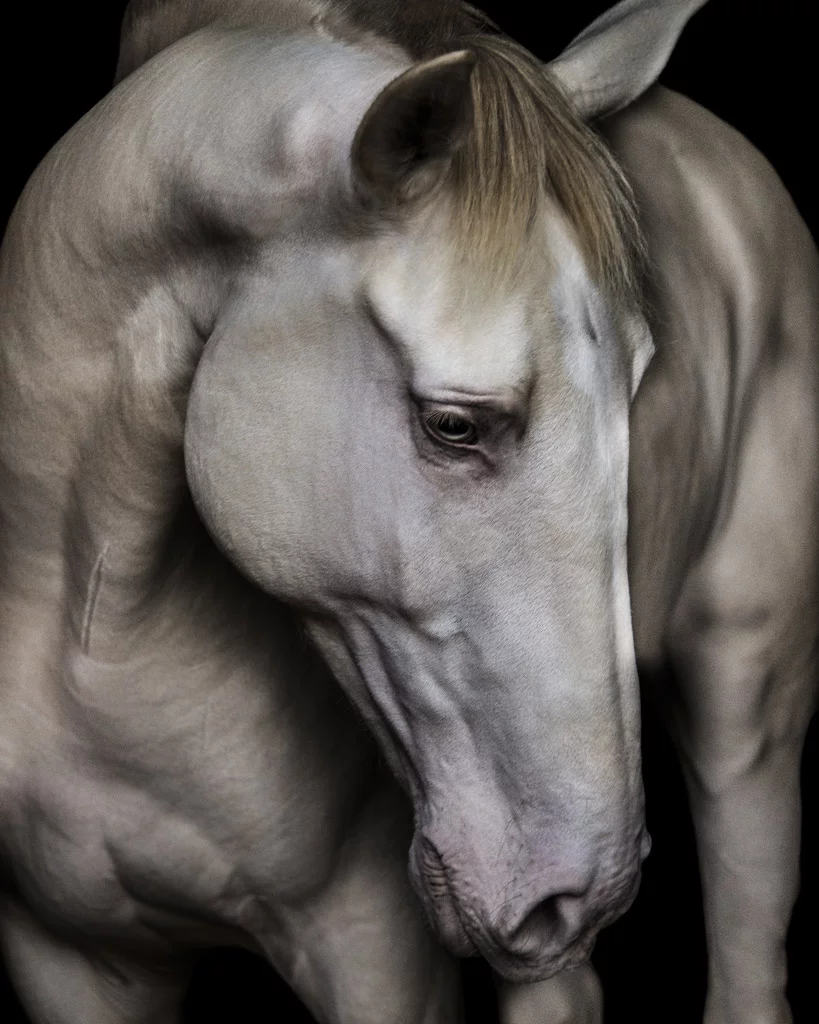 Escola Portuguesa de Arte Equestre-cavalo lusitano