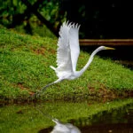 acre-assis-lima–18