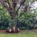 ekoa-4-foto-por-Patricia-Chemin