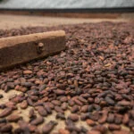 fazenda-de-cacau-ilheus-marcio-filho