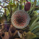 mata de são joao – tatyana andrade 26
