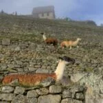 peru-machu-picchu-ft-Marcio-Masulino-6503-web