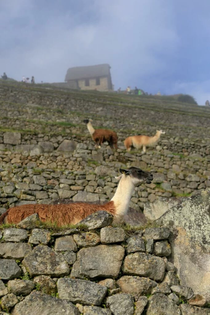 Machu Picchu