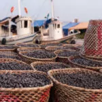 Acai berry,  the small superfruit from the brazilian amazon, displayed in baskets