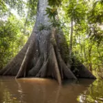 A Sumauma tree (Ceiba pentandra) with  more than 40 meters of height, flooded by the waters of  Negro river in the Amazon rainforest.
