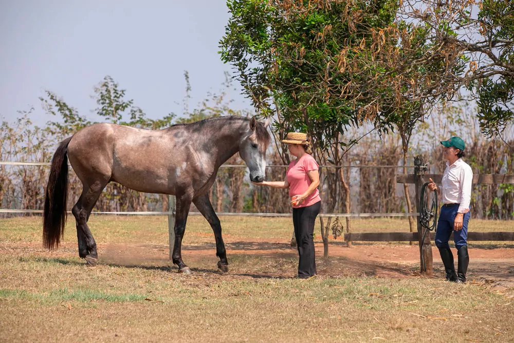 Cavalo Lusitano salto obstáculos 