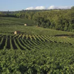 louveira-plantacao-de-uva