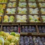 Figos-e-goiabas-de-Valinhos