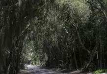 Linhares: Equilíbrio entre Natureza e Espaço Urbano