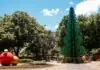 Nova Petrópolis se transforma em cenário de cartão-postal com Árvore de Natal gigante