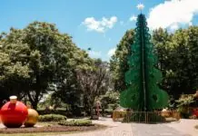 Nova Petrópolis se transforma em cenário de cartão-postal com Árvore de Natal gigante