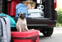 Descubra como planejar a viagem de fim de ano com pets
