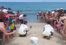 Nascimentos de tartarugas raras atesta São Sebastião como exemplo de preservação da fauna local