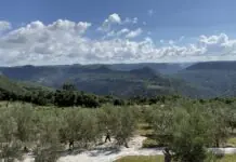 Festival do Azeite aposta em experiências sensoriais e gastronômicas