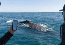Programa ambiental de São Sebastião garante lugar entre os melhores do turismo responsável
