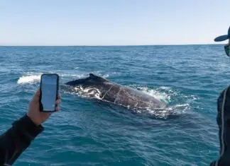 Programa ambiental de São Sebastião garante lugar entre os melhores do turismo responsável
