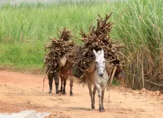 Brejo Paraibano estrutura rota turística com engenhos e agenda festival em maio