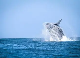 São Sebastião promove semana dedicada às baleias com atrações para todas as idades