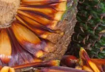 Lages volta triunfante para mostrar todo seu potencial turístico para o Brasil.