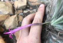 Recente descoberta: Barbacenia rupestris (Velloziaceae) foi identificada na Serra do Espinhaço