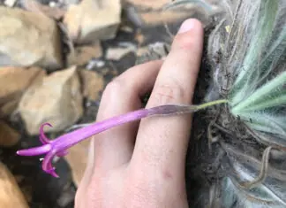 Recente descoberta: Barbacenia rupestris (Velloziaceae) foi identificada na Serra do Espinhaço