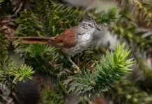 Estudo observa alta variedade de espécies de aves na serra catarinense