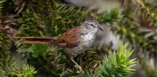 Estudo observa alta variedade de espécies de aves na serra catarinense