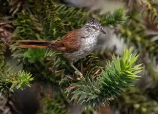 Estudo observa alta variedade de espécies de aves na serra catarinense