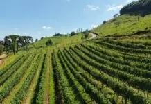 Produção em altitude cria identidade própria para os vinhos da Serra Catarinense