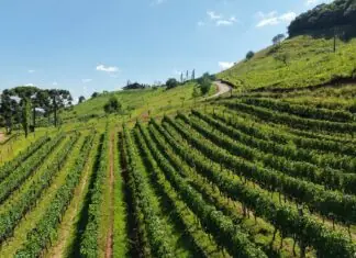 Produção em altitude cria identidade própria para os vinhos da Serra Catarinense