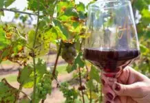 No Dia do Enólogo, Setur-SP destaca turismo e produção de vinhos no estado