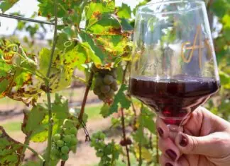 No Dia do Enólogo, Setur-SP destaca turismo e produção de vinhos no estado