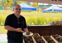 Com entrada gratuita, Festival de São Roque reúne 5 mil visitantes no primeiro fim de semana